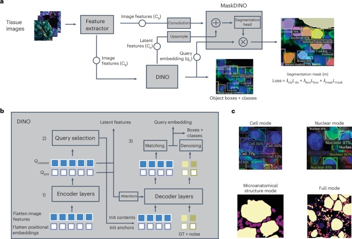 Image: The overall architecture, input and output of CelloType (Photo courtesy of Nature Methods: DOI: 10.1038/s41592-024-02513-1)