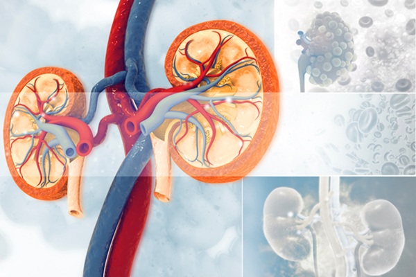 Image: Researchers have identified six biomarkers of kidney injury (Photo courtesy of 123RF)