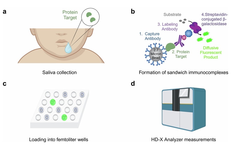 Image: Schematic of a salivary Simoa assay (Photo courtesy of Rolando, J. (2025); doi.org/10.1038/s44328-025-00026-1)