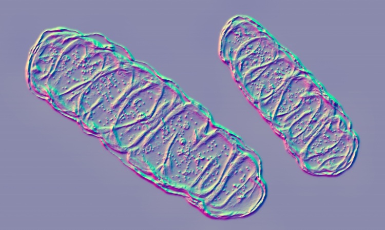 Image: The study was the first to assess mitochondrial DNA testing in urine (Photo courtesy of Shutterstock)