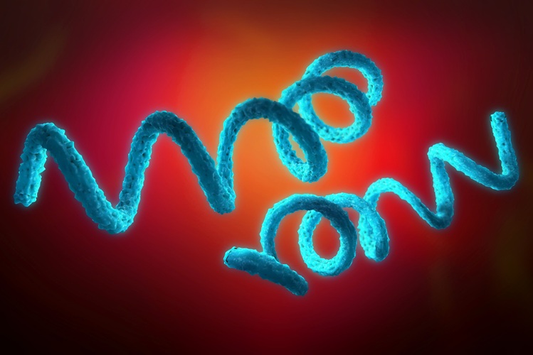 Image: A one-step confirmatory laboratory test could definitively diagnose active syphilis infection within 10 minutes (Photo courtesy of Adobe Stock)