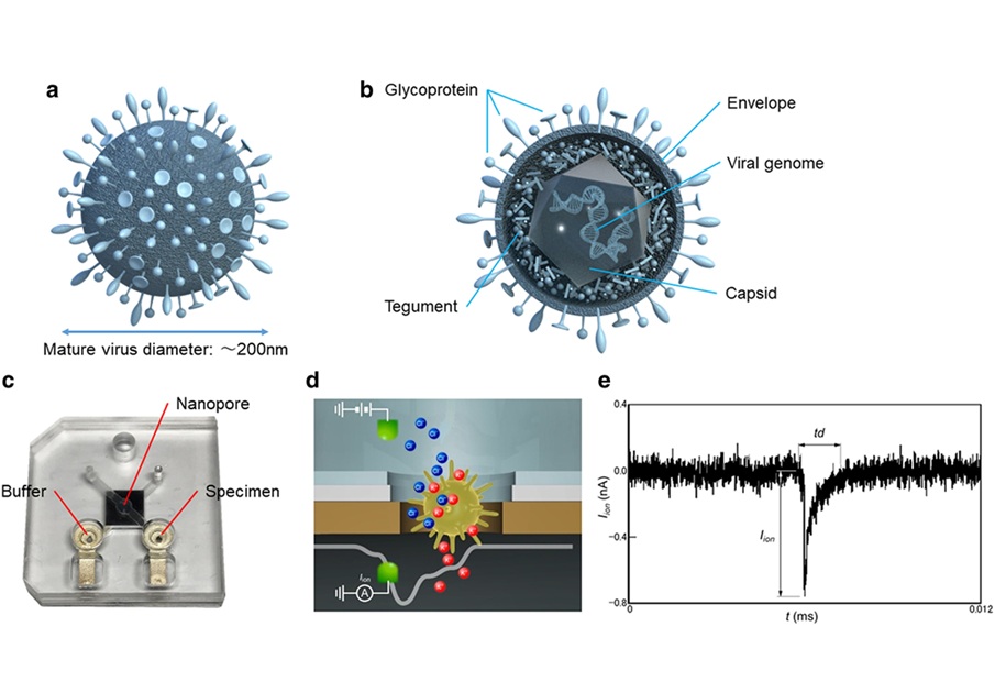 Image: Structure of the herpes virus, nanopore module, and its waveform (Hashida et al., PNAS Nexus (2025), doi.org/10.1093/pnasnexus/pgaf161)