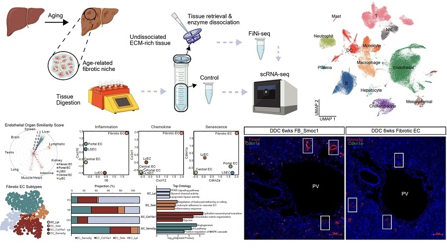 Image: Isolation of fibrotic regions from aged liver tissue, followed by single-cell transcriptome analysis and validation in a fibrosis model (Photo courtesy of KAIST)