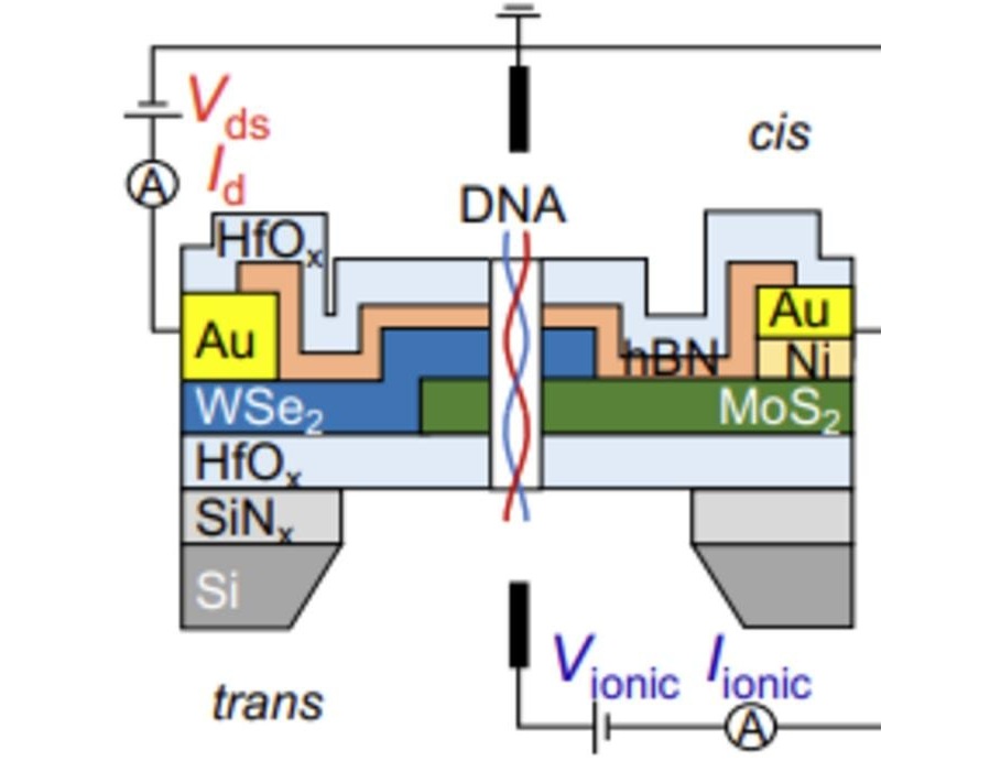 Image: Device architecture and measurement setup of an HJD-NP, with n-type MoS2 and p-type WSe2 (Photo courtesy of Grainger College of Engineering)