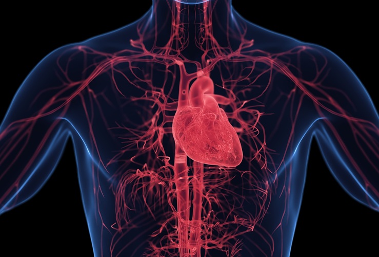 Image: The predictive power of certain cardiac blood markers may also encompass cancer risk (Photo courtesy of Adobe Stock)