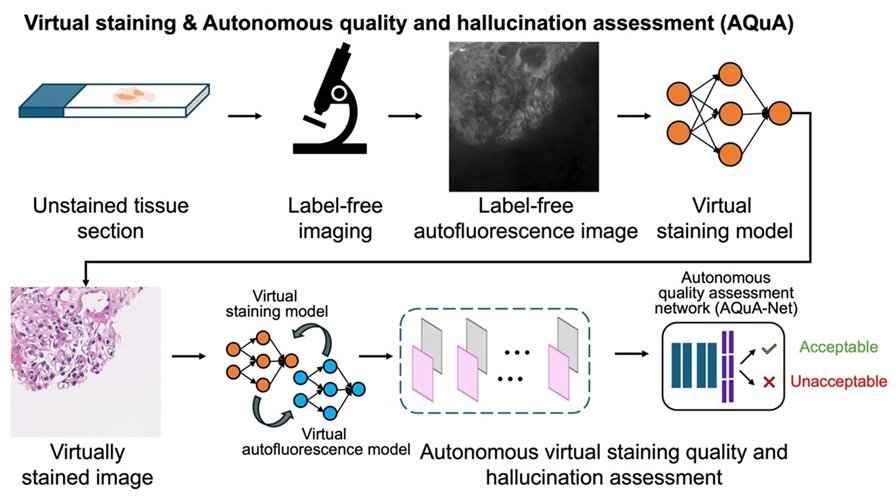 Image: Virtual staining & autonomous quality and hallucination assessment (Photo courtesy of Ozcan Lab/UCLA)