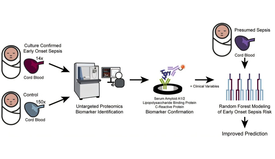Image: Cord blood proteomics can identify biomarkers of early-onset neonatal sepsis (Photo courtesy of JCI Insight (2025). DOI: 10.1172/jci.insight.193826)