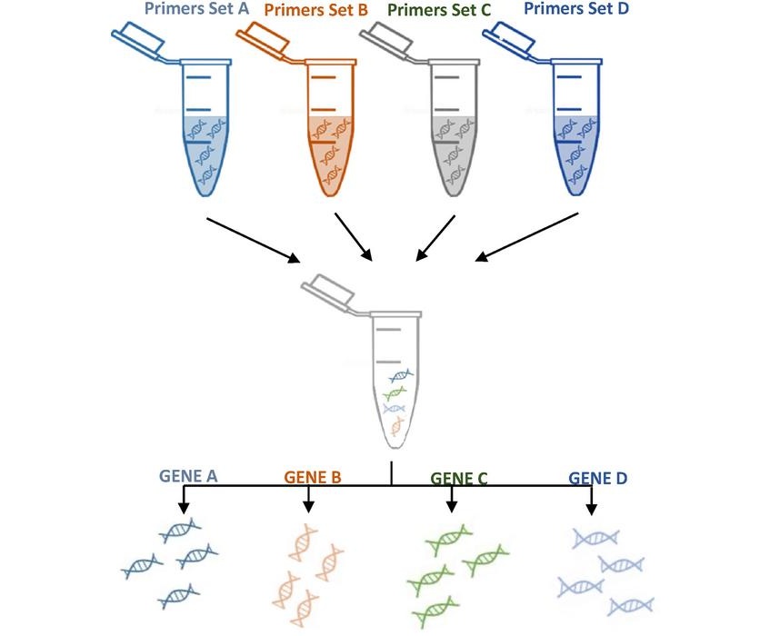 Image: Example of multiple amplification of several targets as occurs in the syndromic panel (Photo courtesy of Marco Ciotti, Eleonora Nicolai, Massimo Pieri)