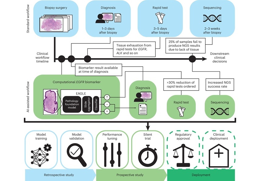 Image: A real-time trial has shown that AI could speed cancer care (Photo courtesy of Campanella, et al., Nature Medicine)