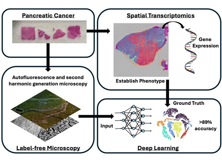Image: The new method identifies tissue phenotypes defined by spatial transcriptomics to over 89% accuracy using label-free microscopy images alone (Photo courtesy of T. Sawyer/University of Arizona, S. Guan et al.)