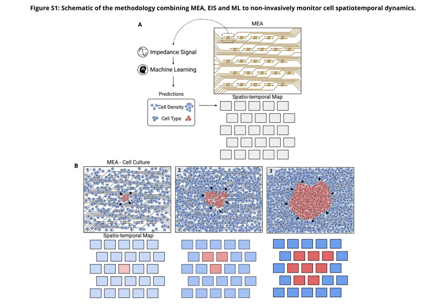Image: Schematic of the methodology combining MEA, EIS and ML to non-invasively monitor cell spatiotemporal dynamics (Yagüe et al., Science Advances, DOI: 10.1126/sciadv.adx4919)