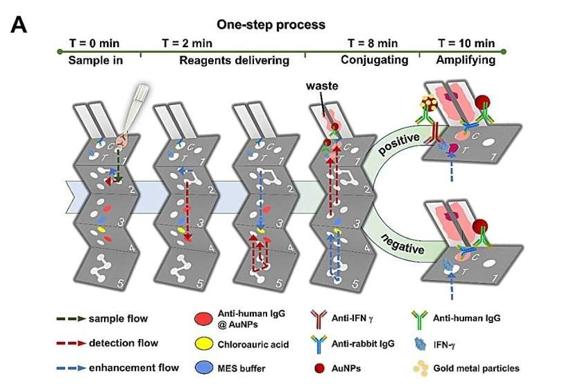 Image: The 3D paper-based analytical device has shown high clinical accuracy for adult-onset immunodeficiency (Photo courtesy of National Taiwan University)