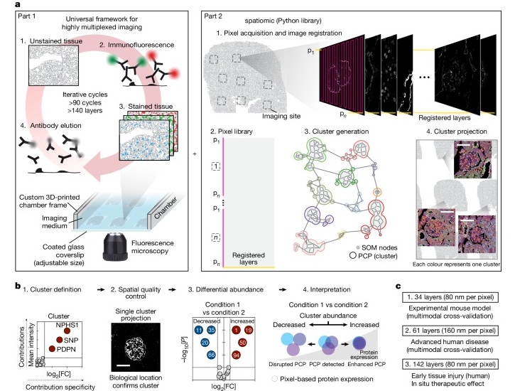 Image: PathoPlex facilitates integrative analyses of formalin-fixed paraffin-embedded (FFPE) specimens (Kuehl, M.,et al., Nature 2025; DOI: 10.1038/s41586-025-09225-2)