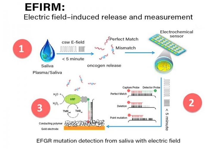 Image: The steps involved in the electric field-induced capture and release (EFIRM) assay (Photo courtesy of UCLA School of Dentistry)