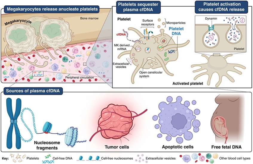 Image: Platelets sequester cfDNA during circulation (Murphy L. et al., Science, 2025; DOI: 10.1126/science.adp3971)