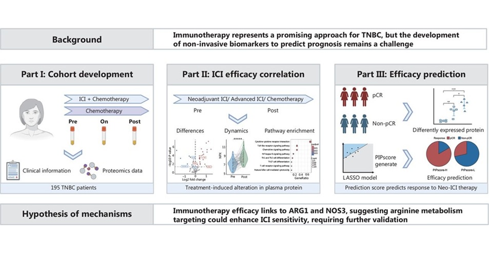 Image: The test could streamline clinical decision-making by identifying ideal candidates for immunotherapy upfront (Xiao, Y. et al. Cancer Biology & Medicine July 2025, 20250038)