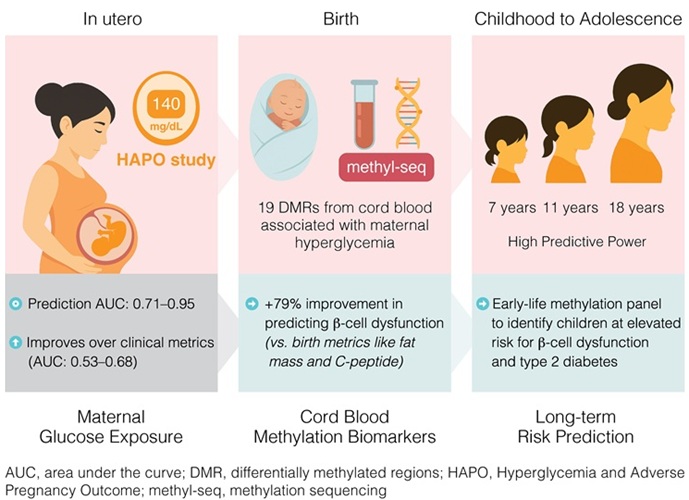 Image: Epigenetic signatures in cord blood can help predict a child’s future risk of developing type 2 diabetes (J Assaf et al., Diabetes; doi.org/10.2337/db25-0105)