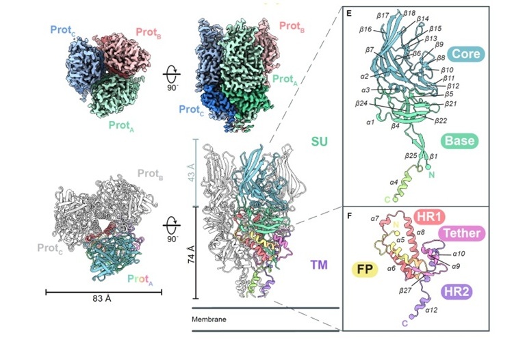 Image: Renderings offering top view and side view of the protein (Photo courtesy of LJI/Saphire Lab)