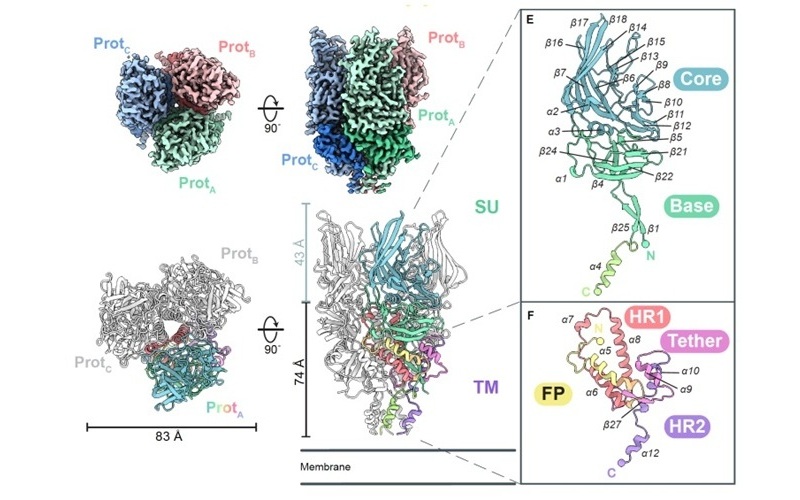 Image: Renderings offering top view and side view of the protein (Photo courtesy of LJI/Saphire Lab)