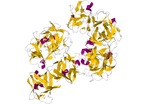 Image: Fascin-1 is seen as a critical driver of cervical cancer growth, metastasis, and resistance to chemotherapy (Photo courtesy of wikimedia Commons)