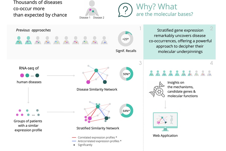 Image: Graphical summary of the study–Disease and stratified similarity networks uncover a substantial proportion of disease co-occurrences (B. Urda-García et al., PNAS. DOI: 10.1073/pnas.2421060122)