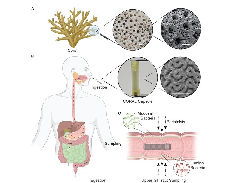 Image: Conceptual design of the CORAL capsule for microbial sampling in the small intestine (H. Mohammed et al., Device (2025). DOI: 10.1016/j.device.2025.100904)