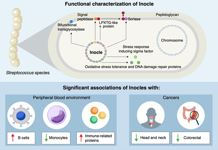 Image: A schematic describing what Inocles do and where they are found (Photo courtesy of Kiguchi et al. CC-BY-ND)