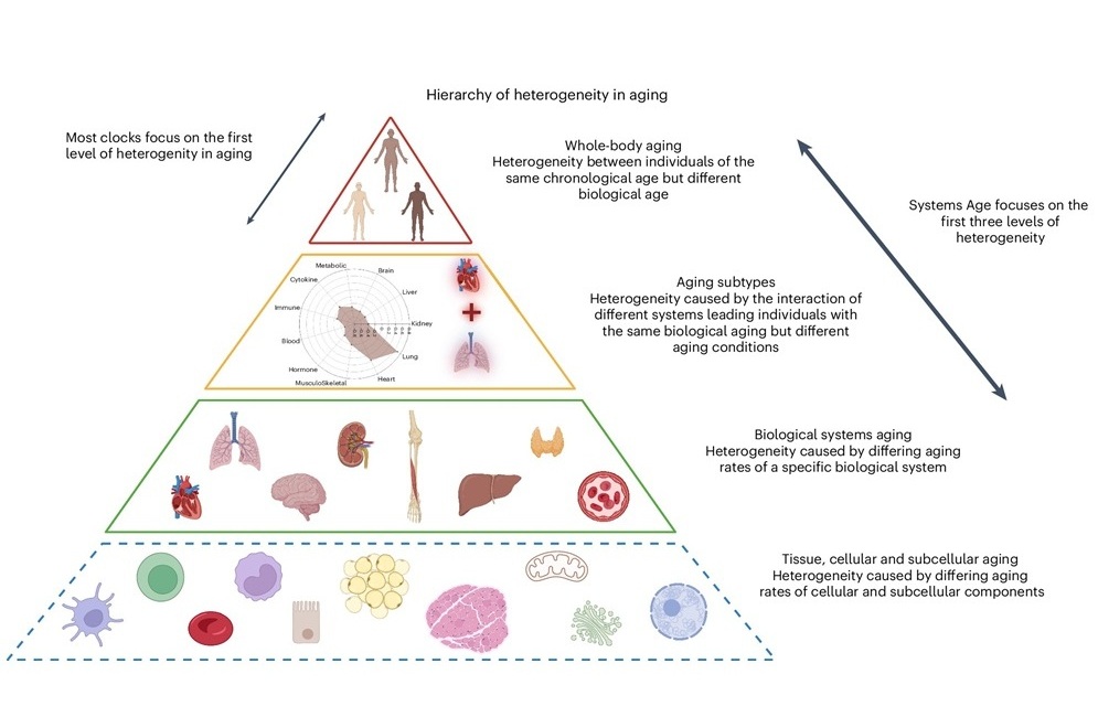 Image: Hierarchy of heterogeneity in aging (R Sehgal et al., Nature Aging, 2025, DOI: 10.1038/s43587-025-00958-3)