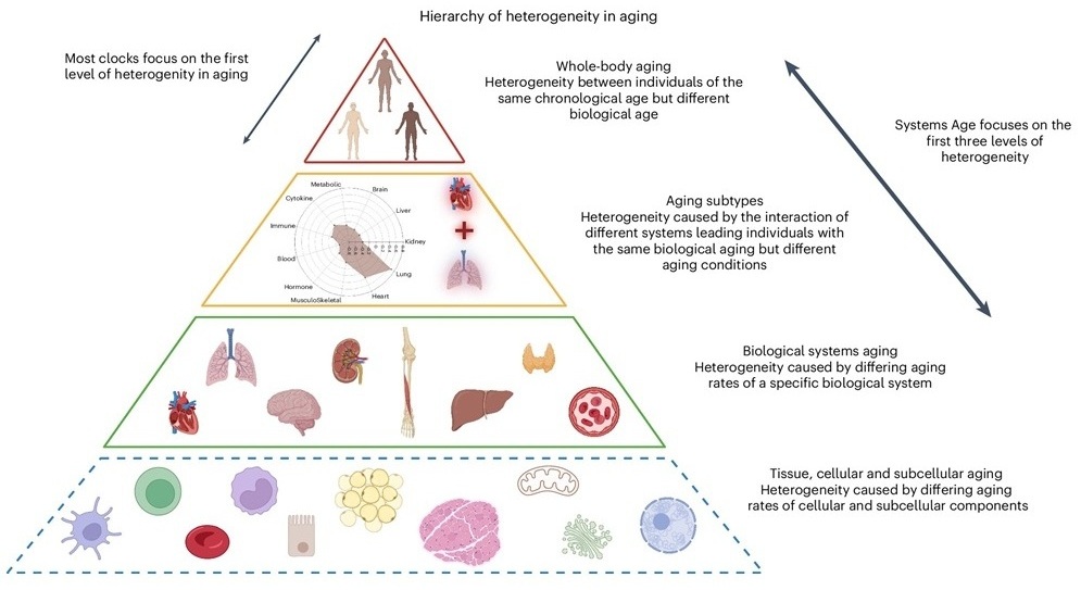 Image: Hierarchy of heterogeneity in aging (Photo courtesy of Nature Aging, 2025, DOI: 10.1038/s43587-025-00958-3)