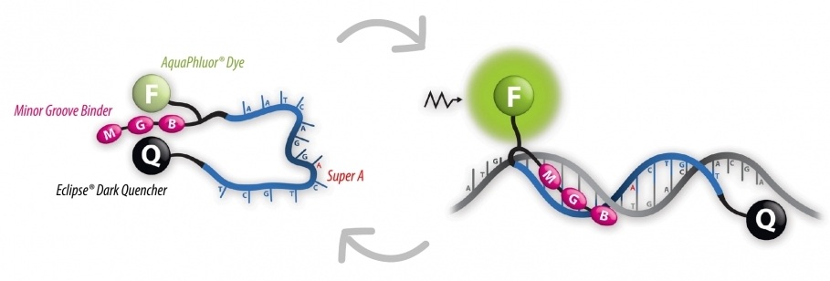 Image: ELITechGroup’s unique Real-Time PCR technologies include the revolutionary Minor Groove Binder (Photo courtesy of ELITechGroup)