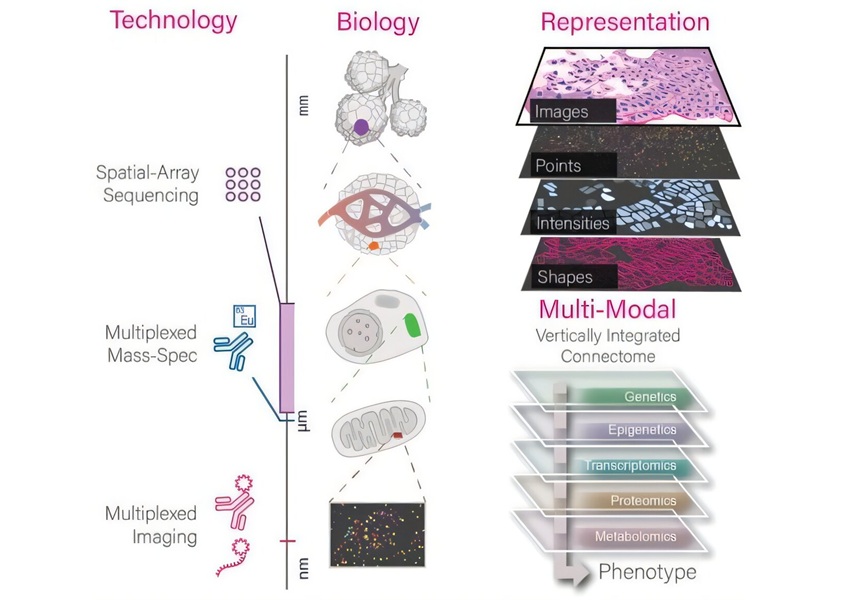 Image: A conceptual and flexible integration of spatial datasets across multiple length scales and data modalities in Giotto Suite (Photo courtesy of Chen, Chávez-Fuentes, et al., Nature Methods; DOI: 10.1038/s41592-025-02817-w)