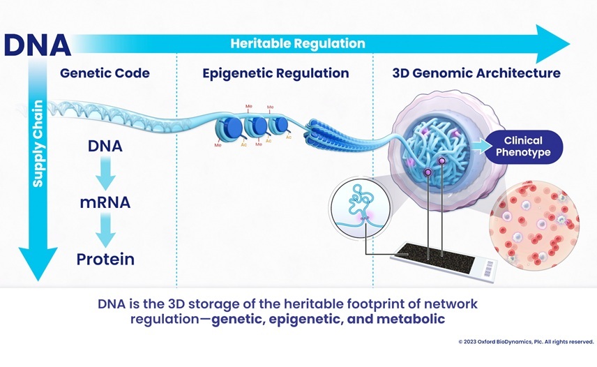 Image: Advanced EpiSwitch 3D genomics technology coul become a vital clinical tool for diagnosing ME/CFS (Photo courtesy of Oxford BioDynamics)
