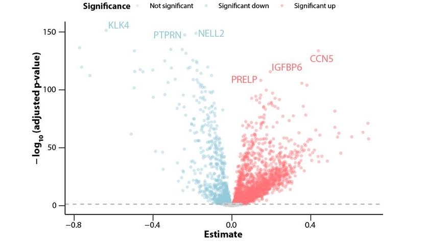 Image: The volcano plot highlights the impact of age on the plasma proteome; each dot represents a protein, with red indicating increases and blue indicating decreases from childhood to adulthood (Photo courtesy of María Bueno Álvez)