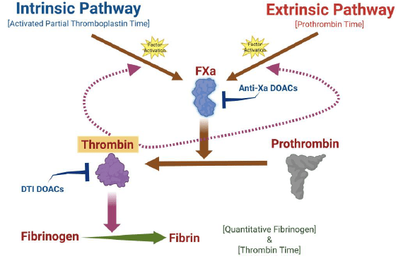 Image: A schematic illustrating the coagulation cascade in vitro (Photo courtesy of Harris, N., 2024)