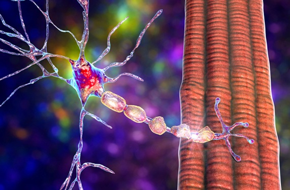 Image: High-resolution immune profiling can reveal how MOGAD differs from MS at the cellular level (Photo courtesy of Shutterstock)