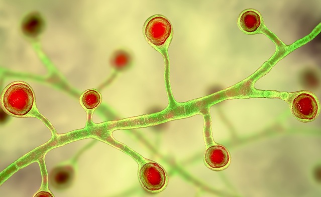 Image: The multiplex molecular assay rapidly identifies three major fungal pathogens causing serious respiratory disease (Photo courtesy of Adobe Stock)