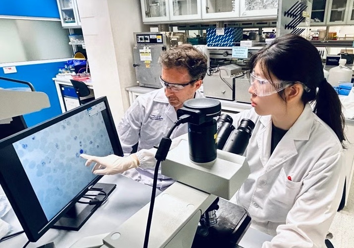 Image: Assistant Professor Benoit Malleret (left) and Dr Hang Jing Wen (right) examine blood smears (Photo courtesy of NUS Medicine)