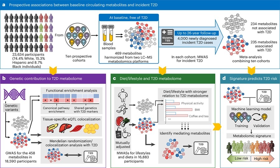 Study Overview: Circulating metabolites, genetics and lifestyle factors in relation to future risk of type 2 diabetes (Li, J., Hu, J., Yun, H. et al. Nat Med (2026). https://doi.org/10.1038/s41591-025-04105-8)