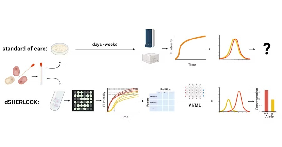 Image: The dSHERLOCK precision diagnostic platform enables quantitative assessment of fungal infections within 20 minutes (Photo courtesy of Wyss Institute at Harvard University)
