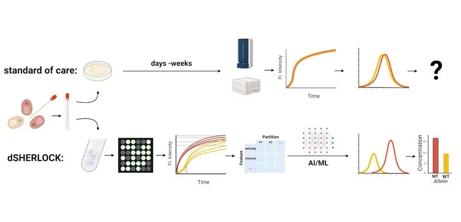 Image: The dSHERLOCK precision diagnostic platform enables quantitative assessment of fungal infections within 20 minutes (Photo courtesy of Wyss Institute at Harvard University)
