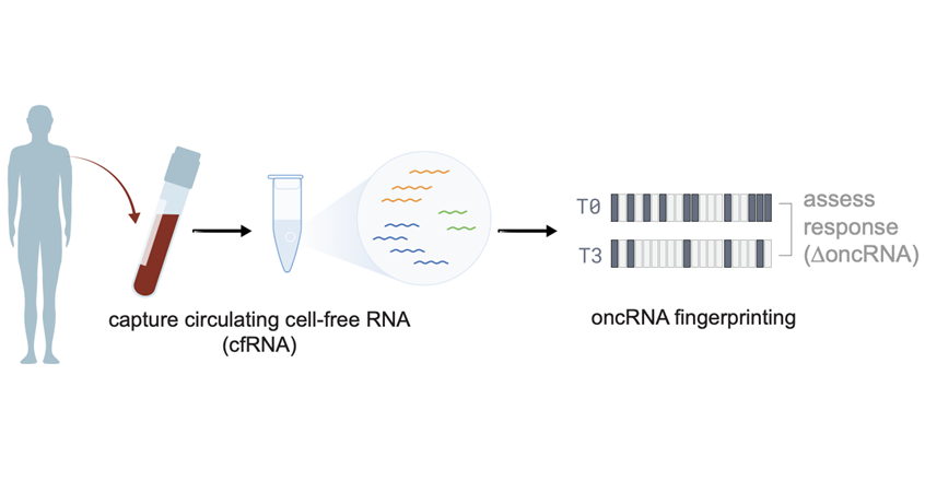 Image: Cancer-specific small RNAs released into blood act as molecular barcodes that reveal tumor identity (Photo courtesy of Arc Institute)