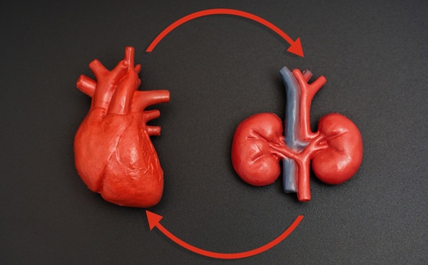 Image: The findings could form the basis of a blood test to identify CKD patients at heightened risk for heart failure