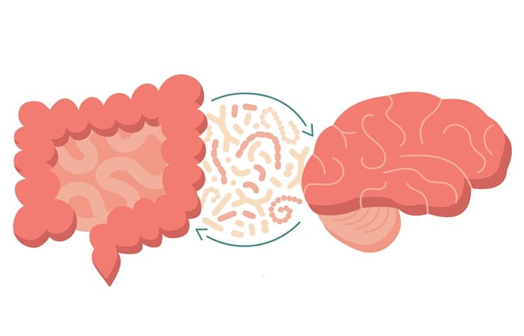 Image: New evidence suggests that imbalances in the gut microbiome may contribute to the onset and progression of MCI and Alzheimer’s disease (Photo courtesy of Adobe Stock)