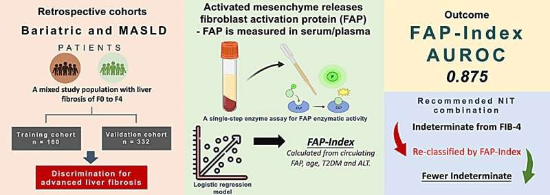 Image: The FAP‑Index combines a simple blood test measuring fibroblast activation protein (FAP) with routinely collected clinical information to generate a more precise assessment of fibrosis risk (Wang, Z V et al., J Gastroenterol Hepatol (2026). DOI: 10.1111/jgh.70294)