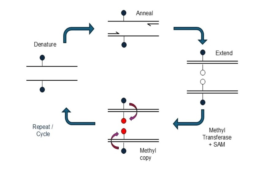 Image: The new methyl-copying PCR method preserves DNA methylation patterns during amplification (Photo courtesy of Syndex Bio)