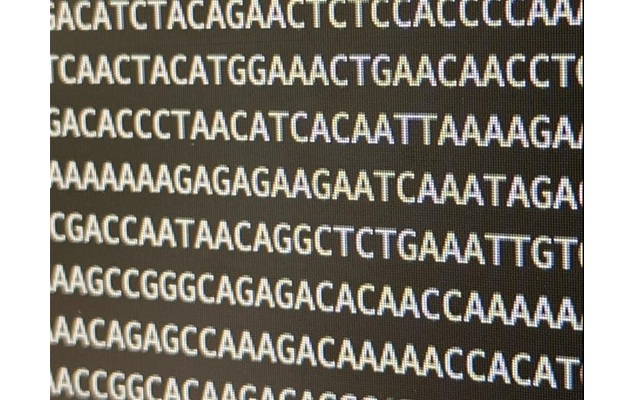 Image: Part of the sequence of an L1 element as seen on a computer (Photo courtesy of Centro de Regulación Genómica)