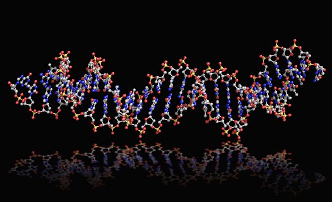 Image: The DNA aptamers are capable of binding neurofilament light chain, a key biomarker of neurodegeneration (Photo courtesy of Adobe Stock)