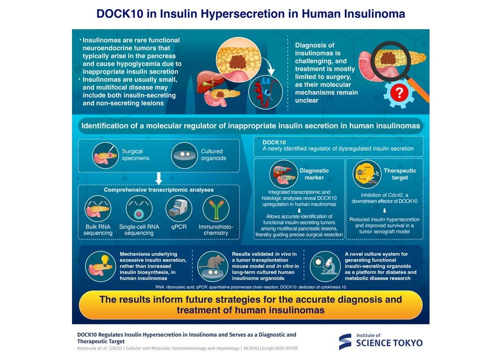 Image:  DOCK10 may serve as a diagnostic marker for insulin-secreting lesions and a potential therapeutic target in insulinoma (photo courtesy of Institute of Science Tokyo)