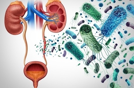 Image: The direct-from-urine rapid method can identify an effective antibiotic in an average of 5.85 hours (photo courtesy of Shutterstock)