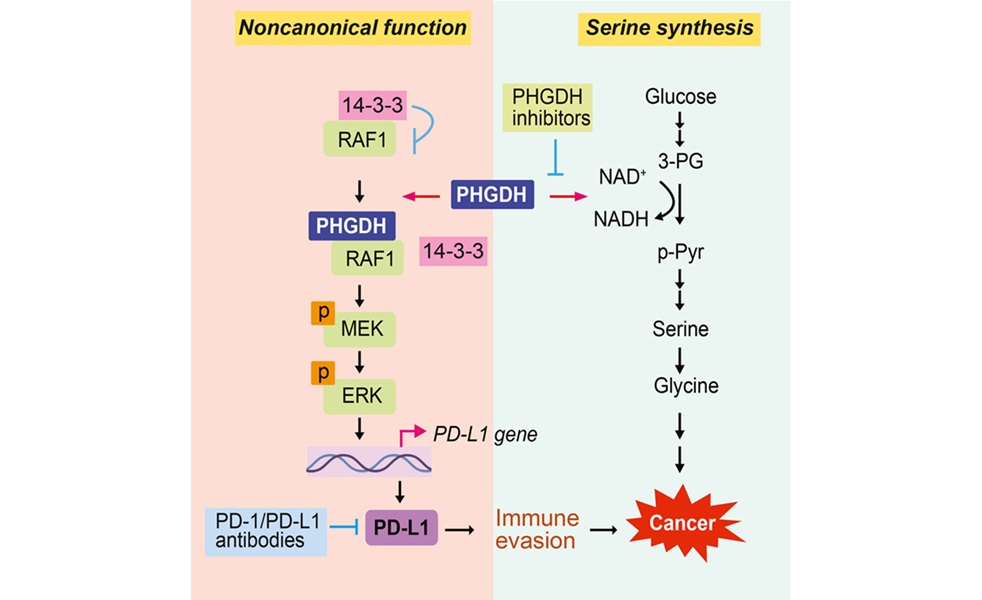 Image: Graphical abstract (Liu J., Wang W., Sun Y. et al. Cell Rep Med. DOI: 10.1016/j.xcrm.2026.102704)